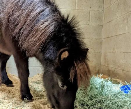 Peak Performance Equine Hospital