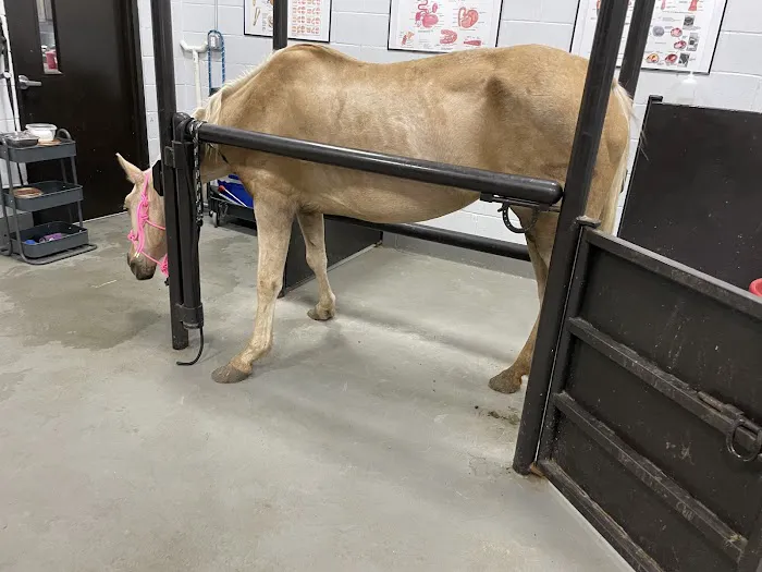 Peak Performance Equine Hospital Picture 2