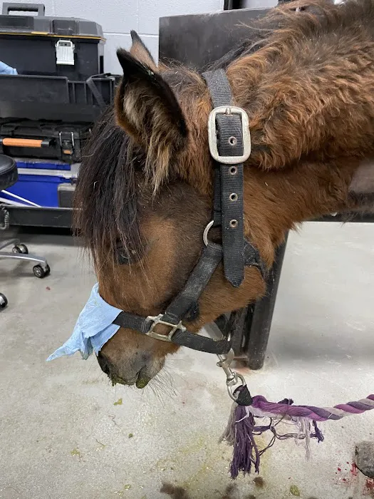 Peak Performance Equine Hospital Picture 5