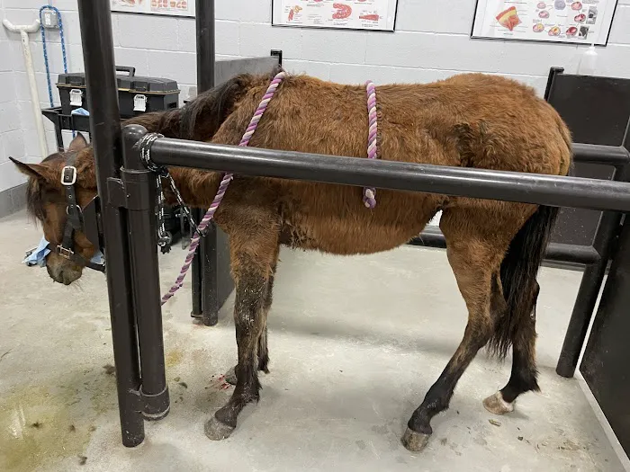 Peak Performance Equine Hospital Picture 3