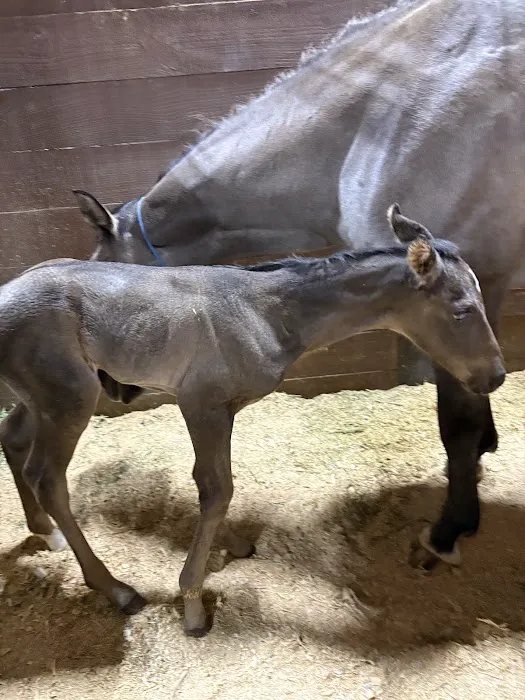 Peak Performance Equine Hospital Picture 10