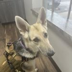Summit Veterinary Hospital