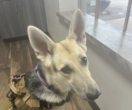 Summit Veterinary Hospital