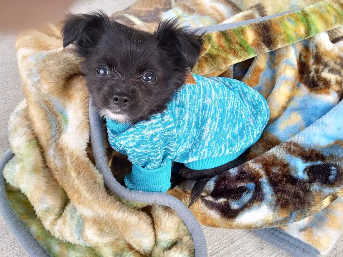 Summit Veterinary Hospital Picture 5