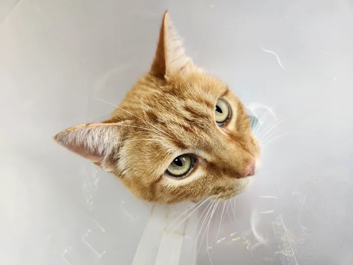 Summit Veterinary Hospital Picture 2