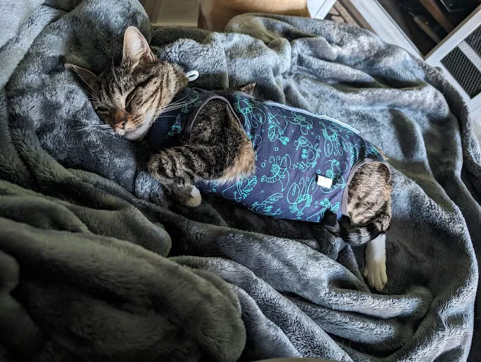 Summit Veterinary Hospital Picture 8