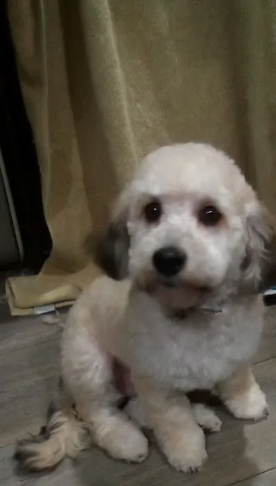 PetVet Vaccination Clinic Picture 1