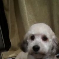 PetVet Vaccination Clinic ico
