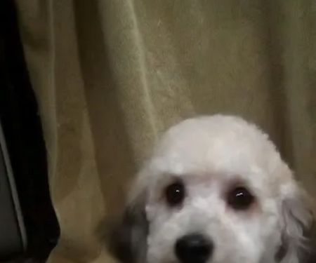 PetVet Vaccination Clinic