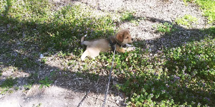 Tri-County Veterinary Services Picture 2