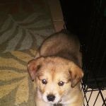 Tri-County Veterinary Services