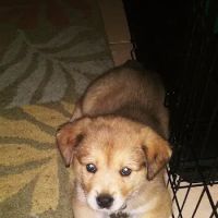 Tri-County Veterinary Services ico