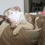 easyvet Veterinarian Melissa