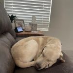 Animal Hospital of Melissa