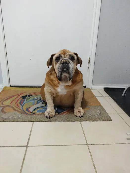 Animal Hospital of Melissa Picture 3