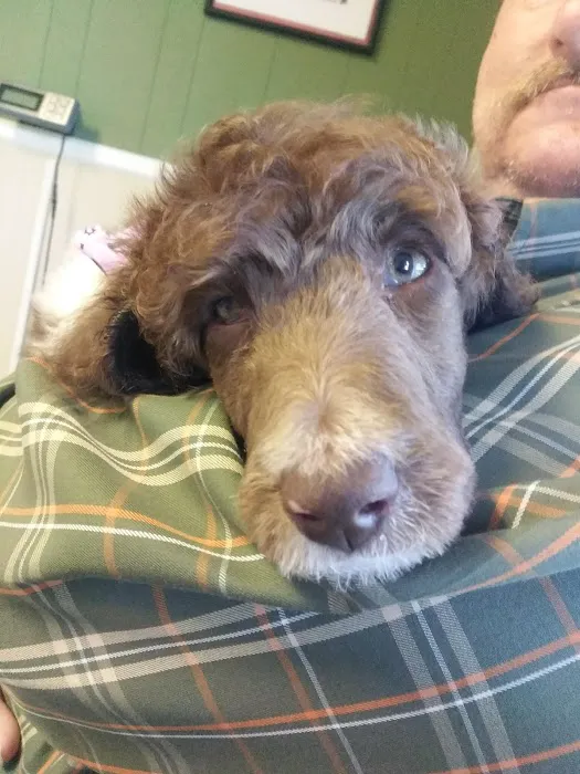 Hopkins County Veterinary Clinic Picture 8