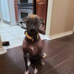 Sulphur Springs Vet Clinic