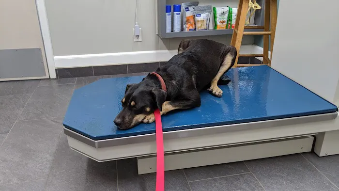 Sulphur Springs Vet Clinic Picture 6