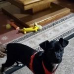 Pecan Gap Pet Clinic