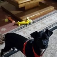 Pecan Gap Pet Clinic ico