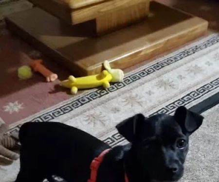 Pecan Gap Pet Clinic