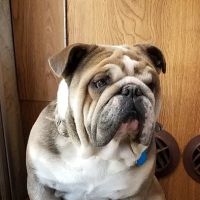 Bright Star Vet Clinic ico