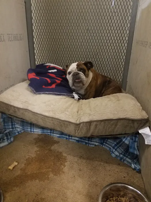 Bright Star Vet Clinic Picture 6