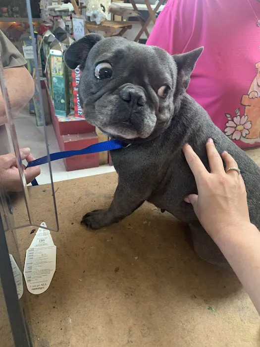 Bright Star Vet Clinic Picture 3