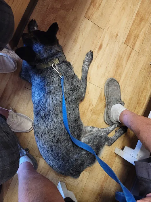 Bright Star Vet Clinic Picture 4
