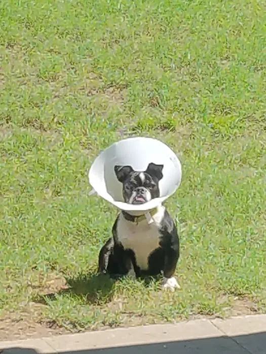 Bright Star Vet Clinic Picture 5