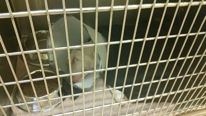 Bright Star Vet Clinic Picture 7