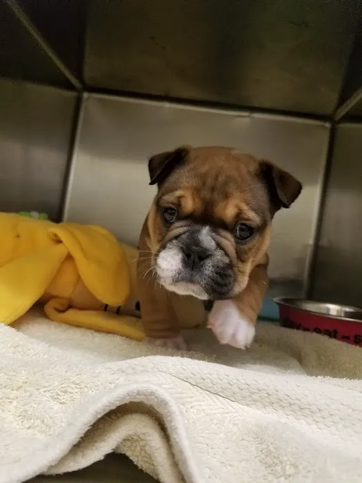 Bright Star Vet Clinic Picture 9