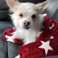 Edom Veterinary Clinic ico