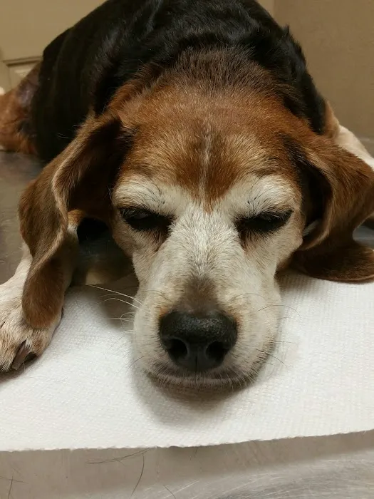Edom Veterinary Clinic Picture 6