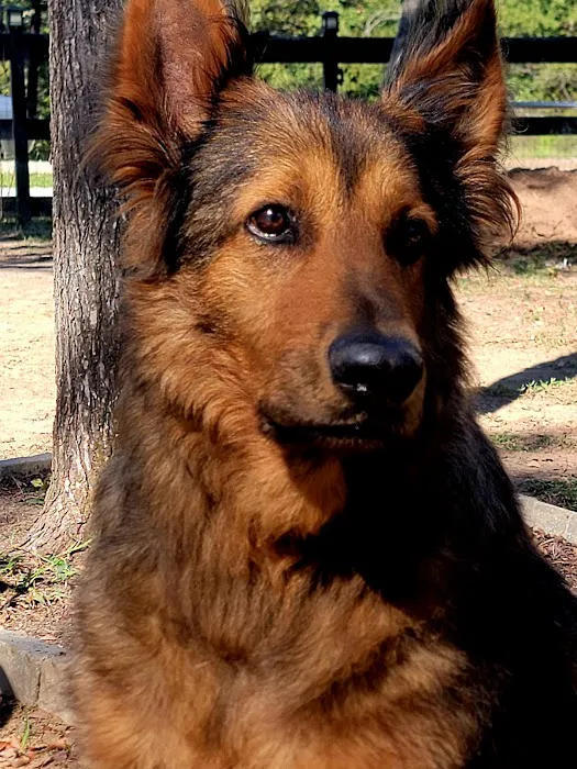 Mabank Veterinary Clinic Picture 2