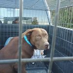 Mabank Veterinary Clinic