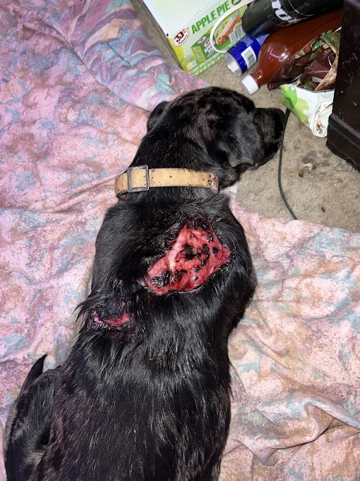Mabank Veterinary Clinic Picture 5