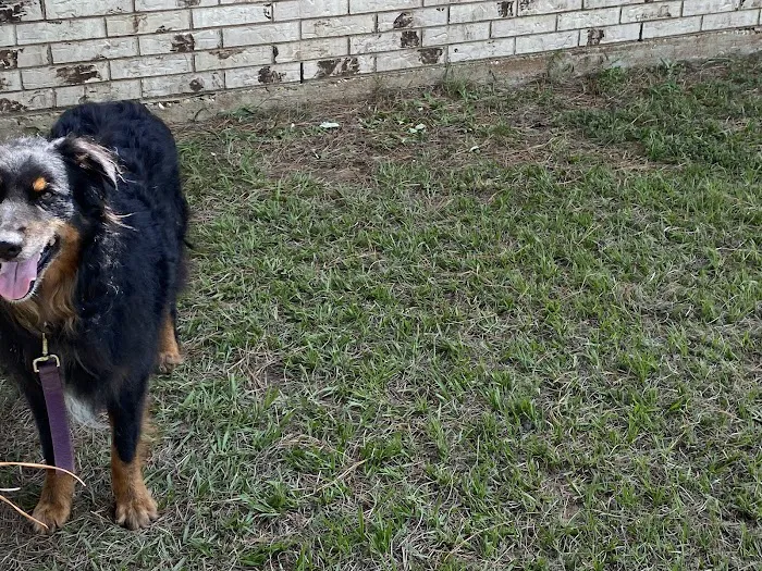 Mabank Veterinary Clinic Picture 8