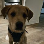 Lindale Veterinary Clinic, LLC