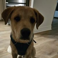 Lindale Veterinary Clinic, LLC ico