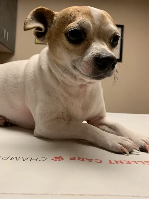 Lindale Veterinary Clinic, LLC Picture 6