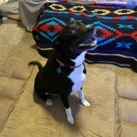 Quitman Animal Clinic ico
