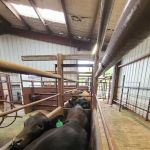 Cattlemens Veterinary Services