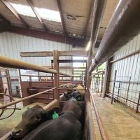 Cattlemens Veterinary Services ico