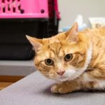 Highlands-Eldorado Veterinary Hospital