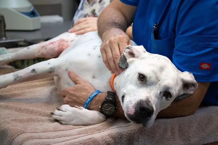 Highlands-Eldorado Veterinary Hospital Picture 7
