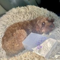 Eldorado Animal Hospital ico