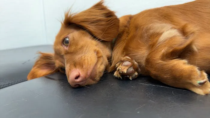 Lake Forest Animal Hospital Picture 2