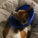 Lake Forest Animal Hospital