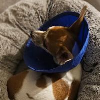 Lake Forest Animal Hospital ico